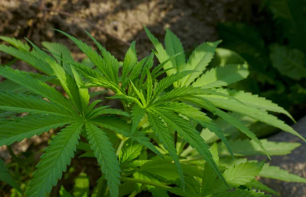                            Kenevir tomurcukları, taze fideler.    