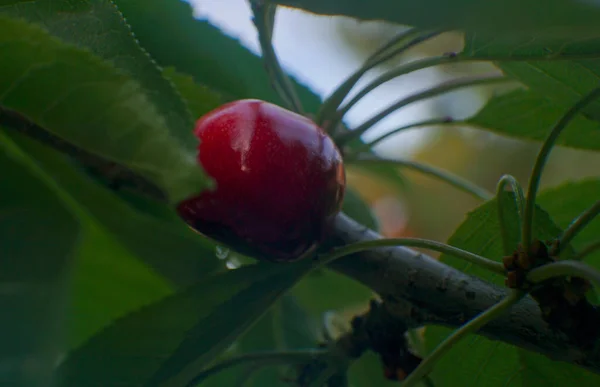 Kersenfruit Boom — Stockfoto