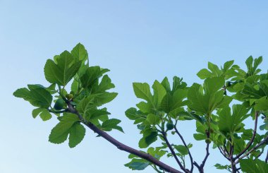                    İncir ağacı, olgunlaşmamış incir meyvesi            