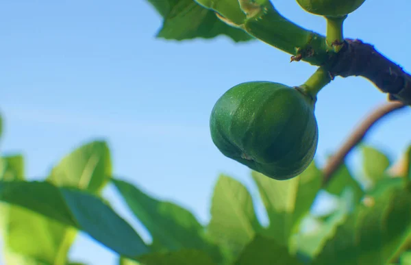 Fig tree, unripe fig fruit