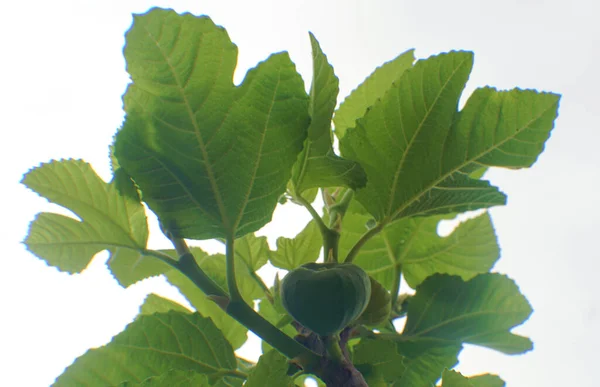 Fig Tree Unripe Fig Fruit — Stock Photo, Image