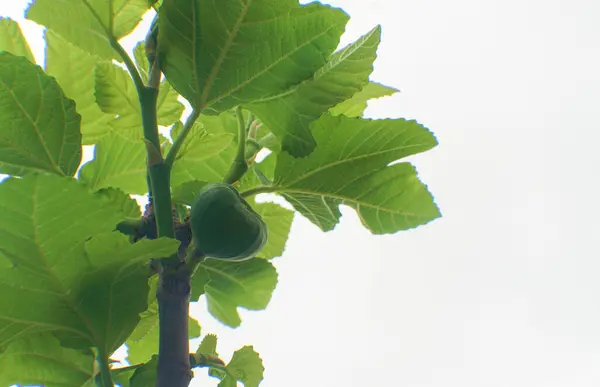 Fig Tree Unripe Fig Fruit — Stock Photo, Image