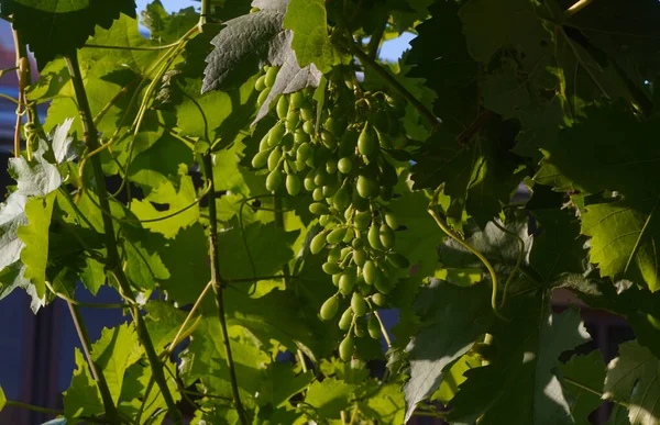 Grapes Fruits Yet Ripe — Stock Photo, Image