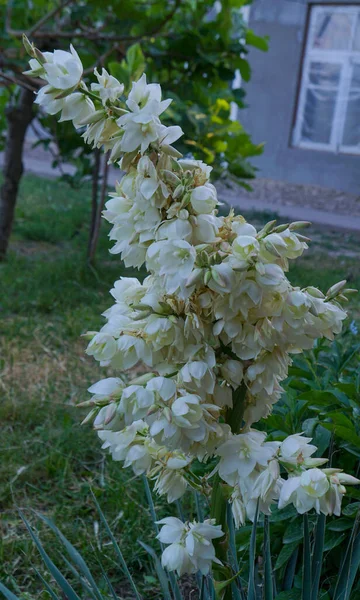 Velké Bílé Zvonové Květiny Otevřené — Stock fotografie