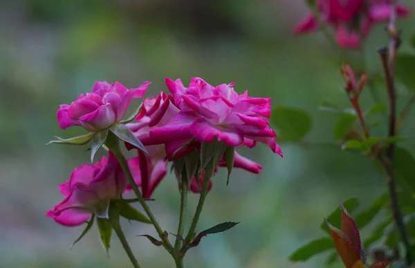 Rosa Rosa Rosa Flor Pequena — Fotografia de Stock
