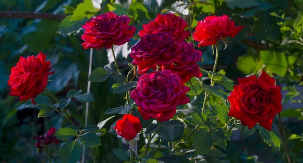 Rosas Vermelhas Que Crescem Chão Estão Completamente Abertas — Fotografia de Stock