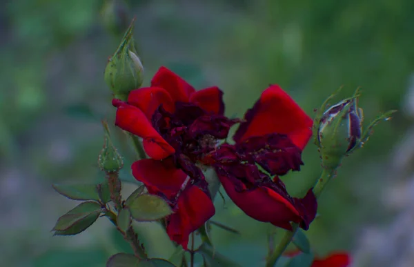 Rosas Consumidas Por Vermes Rosas Vermelhas — Fotografia de Stock