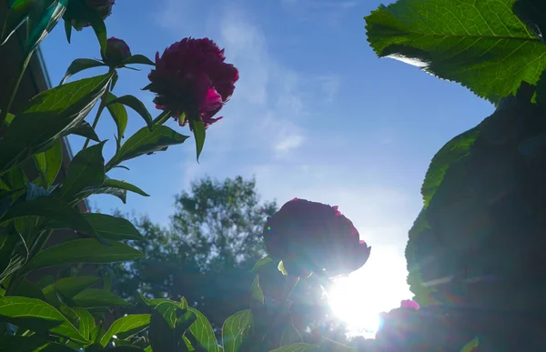 Cielo Azul Las Flores Están Poniendo Sol —  Fotos de Stock