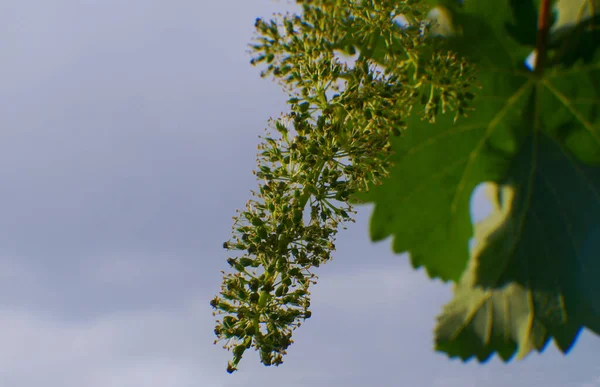 Unripe Grapes Pythi Bloom Vine — Stock Photo, Image