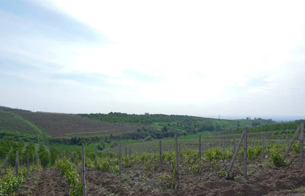 Large Vineyards Field Spring Time — Stock Photo, Image