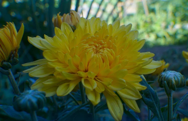 黄色のデイジーの花が開き始めた — ストック写真