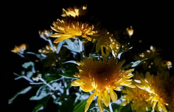 Żółte Kwiaty Ciemności Nocy — Zdjęcie stockowe
