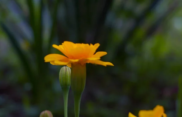 黄色洋甘菊花 不集中 — 图库照片