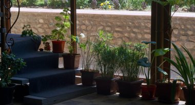              Flowers in a pot in front of the window, different flowers                  