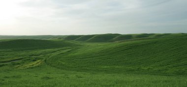                               Wide field hills, cloudy weather in spring May 