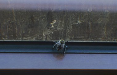                   Pencereye bırakılan arılar, bir çıkış yolu arıyor.