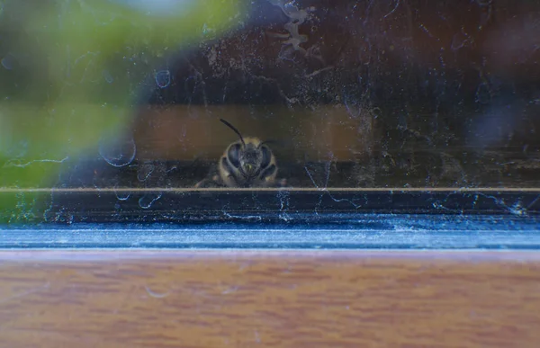 Die Bienen Stehen Fenster Sucht Einen Ausweg — Stockfoto