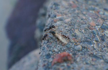               Karınca yuvası, büyük siyah karıncalar.                 