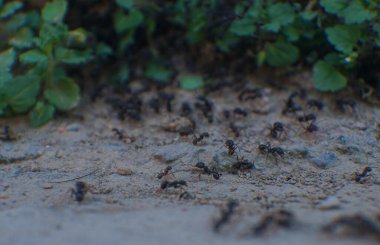                             Karınca yuvası, büyük siyah karıncalar.   