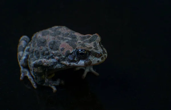 The large frog has a spotted color