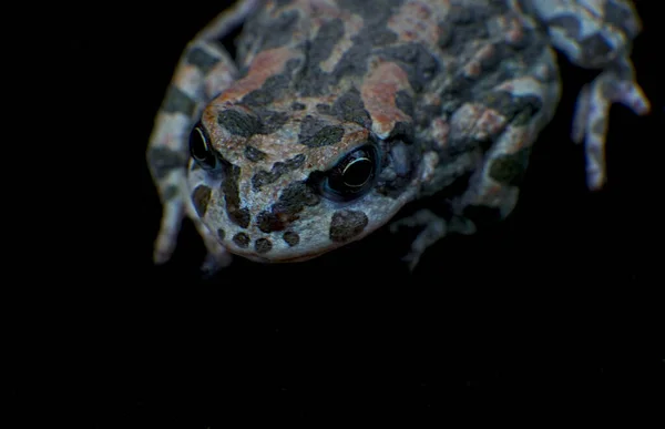 개구리는 얼룩무늬가 — 스톡 사진