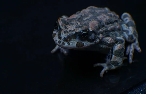 The large frog has a spotted color