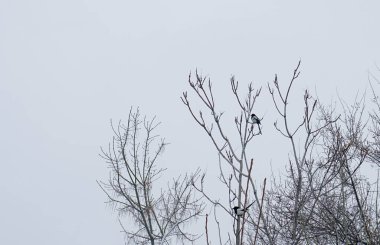                                Ağaç dallarında kara kargalar