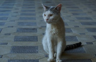                     Beyaz kedi sessizce oturuyor, yaşlı kedi.           