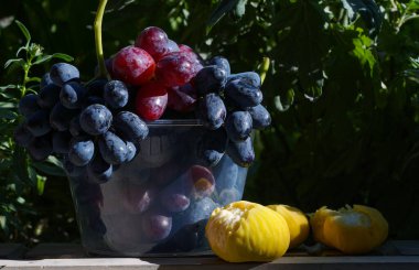                          Plastik bir kabın içindeki siyah üzümler, Parkent üzümleri      