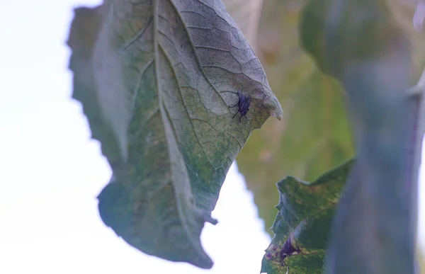 Una Grande Mosca Una Mosca Nera Una Foglia Morta — Foto Stock