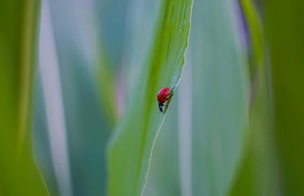 Μικρό Κόκκινο Σκαθάρι Περπατά Ένα Φύλλο Καλαμποκιού — Φωτογραφία Αρχείου