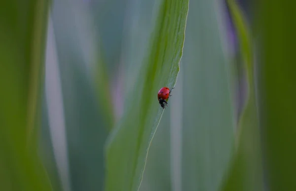 Μικρό Κόκκινο Σκαθάρι Περπατά Ένα Φύλλο Καλαμποκιού — Φωτογραφία Αρχείου