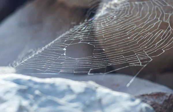 Spinnennetze Ausrangierte Spinnennetze — Stockfoto