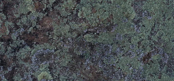 Rotte Stenen Textuur Schimmelsteen — Stockfoto