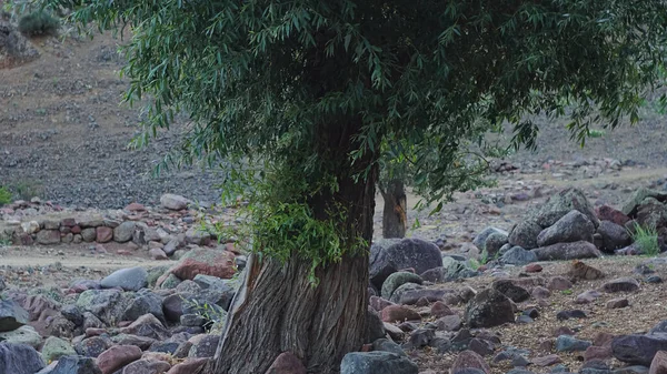 Ett Stort Träd Som Växer Bland Klipporna Ett Gammalt Träd — Stockfoto