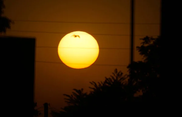 Slunce Zapadá Pták Letí Před Sluncem — Stock fotografie