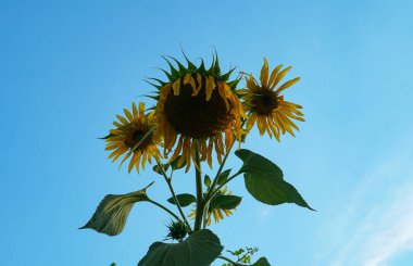                          Tamamen açıldığında, ayçiçeği bitkileri tam çiçeklenir.      