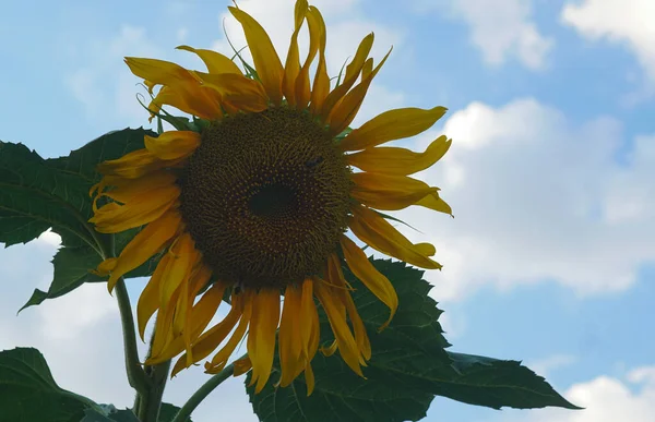 Une Fois Complètement Ouverts Les Tournesols Sont Pleine Floraison — Photo