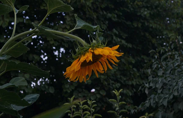 満開になるとひまわりの花が咲き誇ります — ストック写真