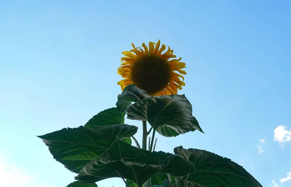 Une Fois Complètement Ouverts Les Tournesols Sont Pleine Floraison — Photo