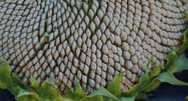                          Ayçiçeği bitkisinin büyük başı, olgun çekirdek büyük bir ayçiçeğidir.      