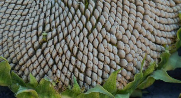                          Ayçiçeği bitkisinin büyük başı, olgun çekirdek büyük bir ayçiçeğidir.      