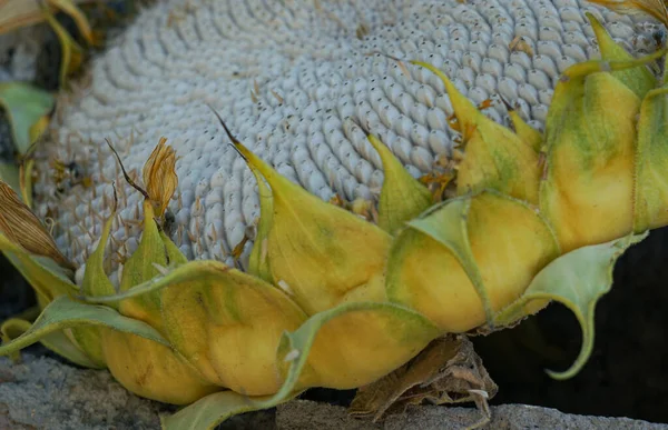葵花植物的大头 成熟的核是一个大向日葵 — 图库照片