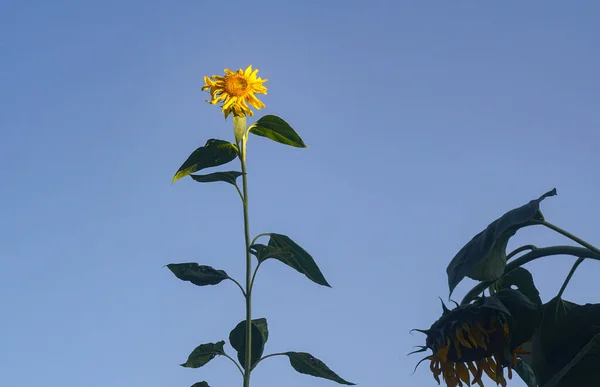 Grand Tournesol Tournesol Qui Commence Porter Ses Fruits — Photo