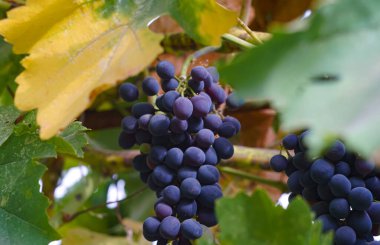                  Siyah üzüm ağacı ve üzümler              