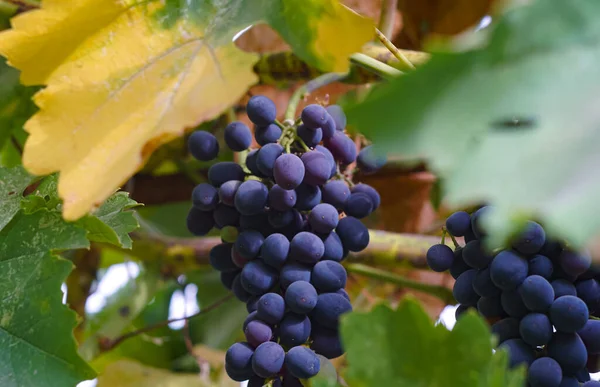                  Siyah üzüm ağacı ve üzümler              