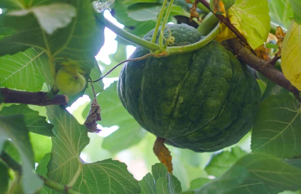                Üzerinde sapı olan mavi kabak bitkileri.                