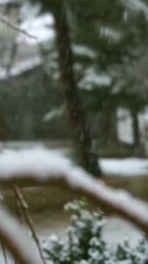 Ağacın yapraklarından kar yavaşça düşüyor..