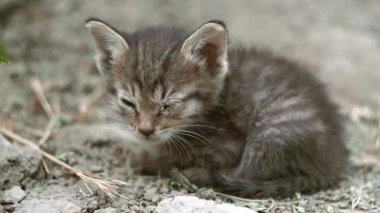 Tek gözlü bir kedi yavrusu sokakta oturuyor..