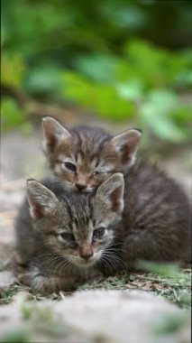 Tek gözlü bir kedi yavrusu sokakta oturuyor..